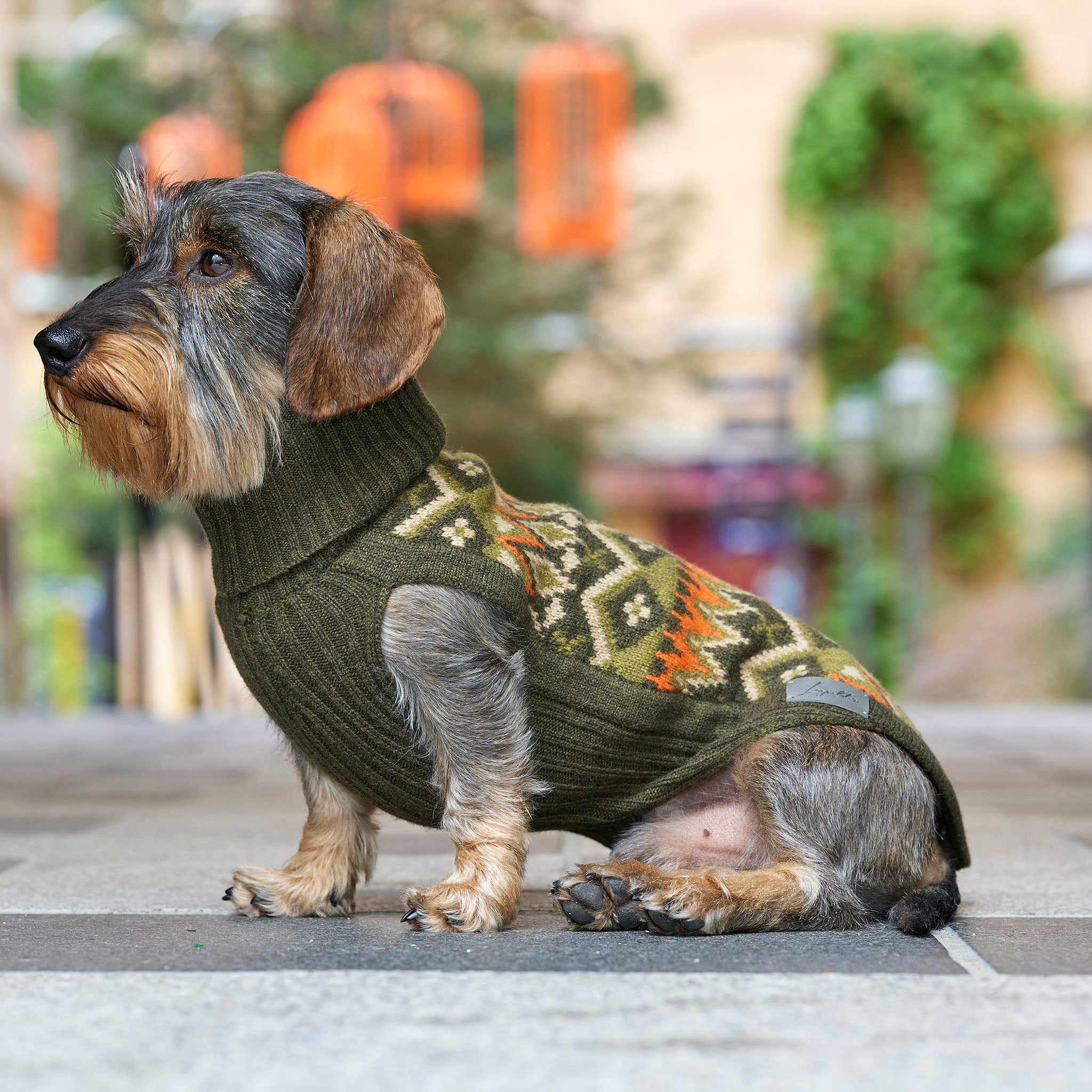 Dog sweaters for dachshunds and small dogs leopolds finest