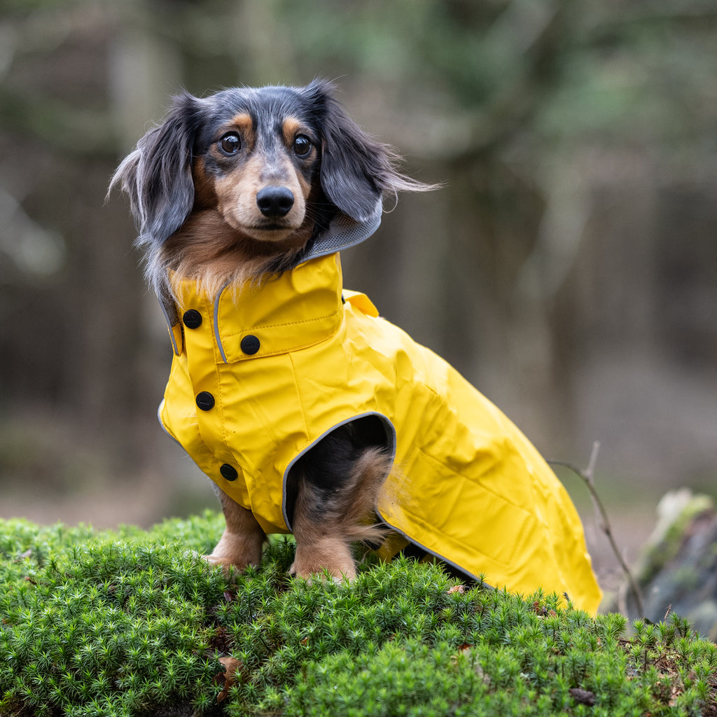 Wiener dog raincoat 2025