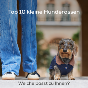 Malteser, Zwergpudel & Co.: Welche kleine Hunderasse passt zu Ihrem Leben?