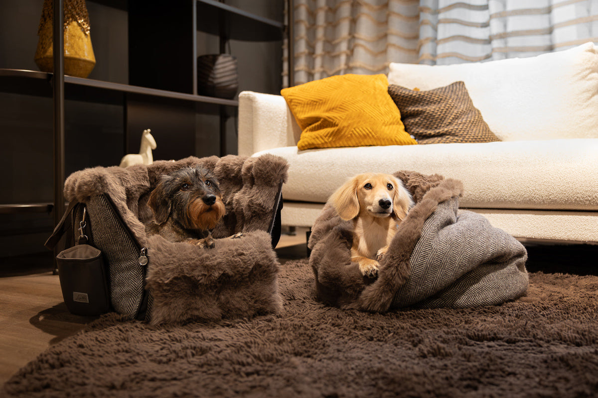 Cosybag Genf und Kuschelsack Genf mit Dackeln m gemütlichen Wohnzimmer