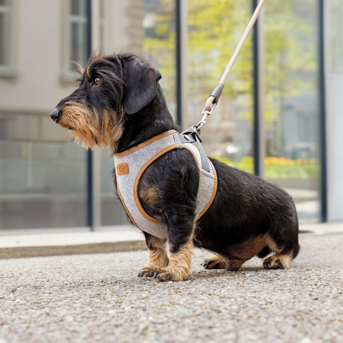 Hundegeschirr für Dackel