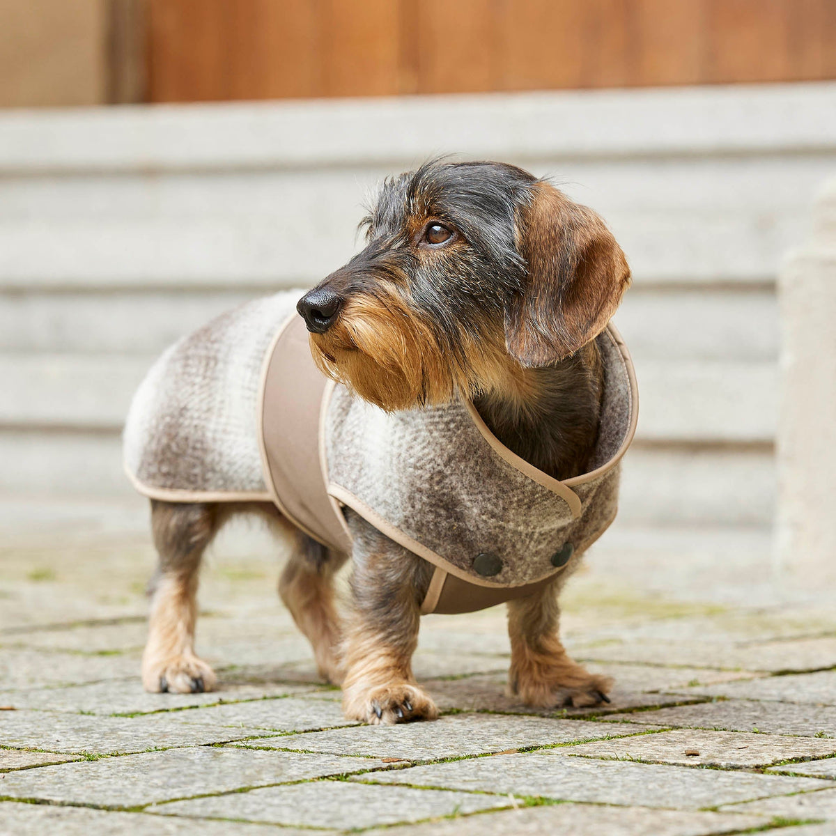 Hundebekleidung für Dackel und kleine Hunde