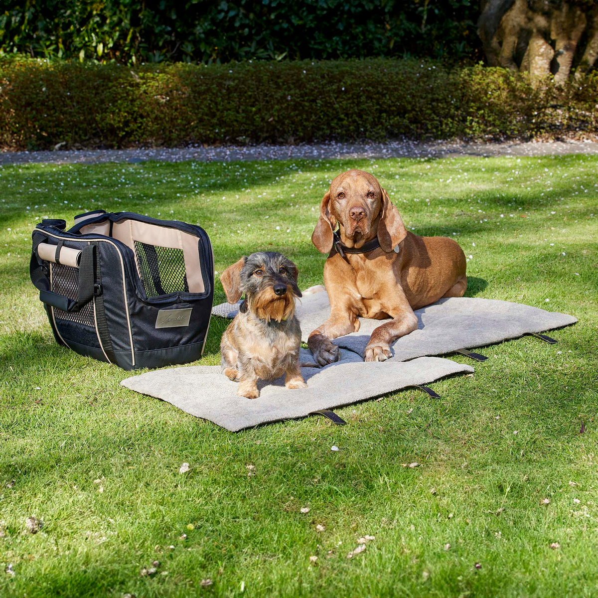 Reisedecken für Dackel & kleine Hunde