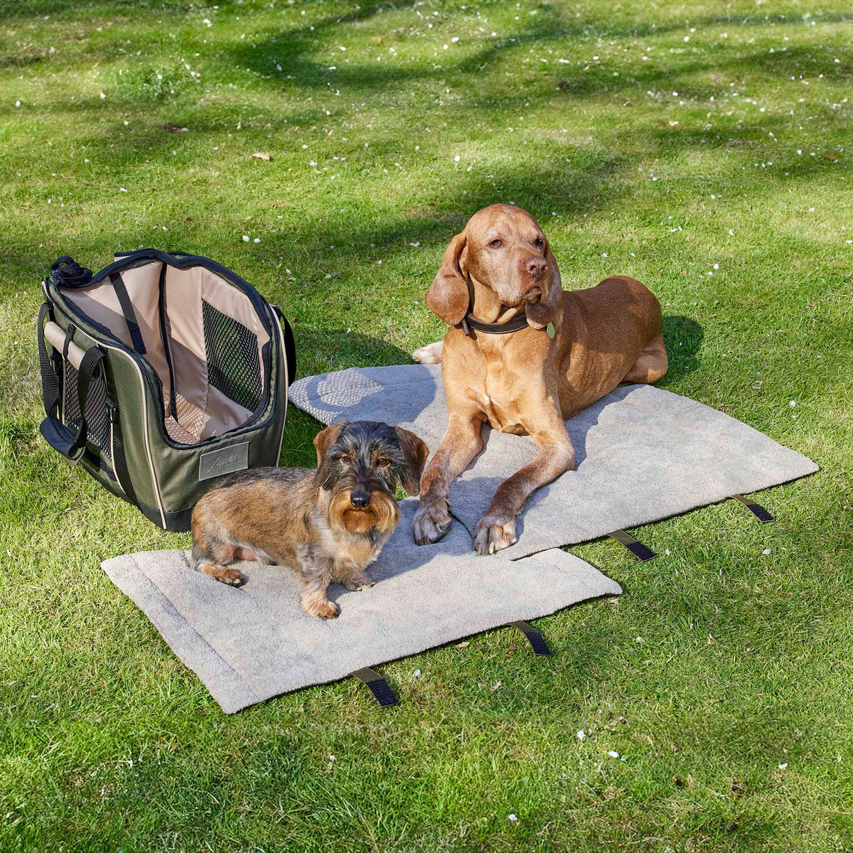 Das Bild ist im freien Aufgenommen. Fahrradtasche für Hunde in liv mit Dackel auf der Hundematte in S und ein Magia Vizla auf der Leopold's Hundematte in M