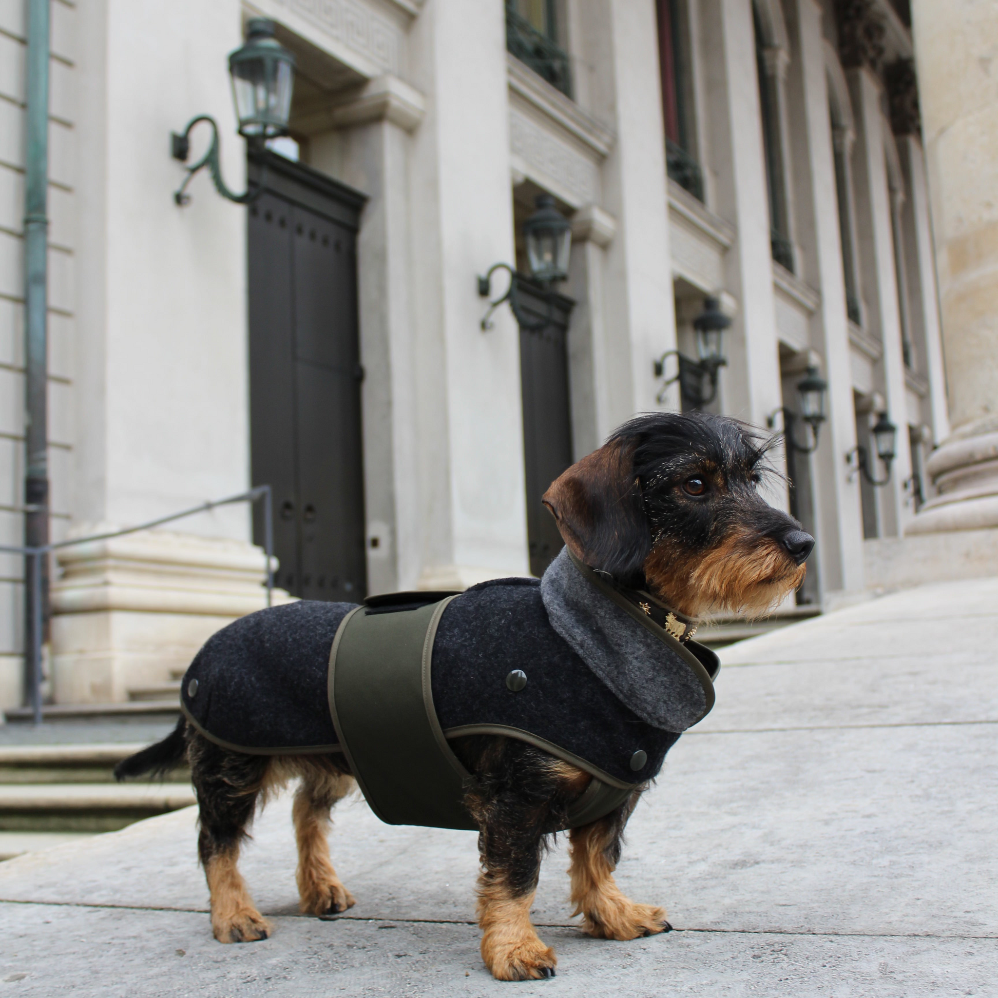 Hundewintermäntel