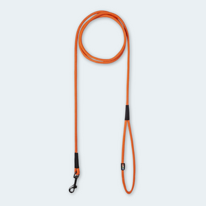 Dog swimming leash water leash