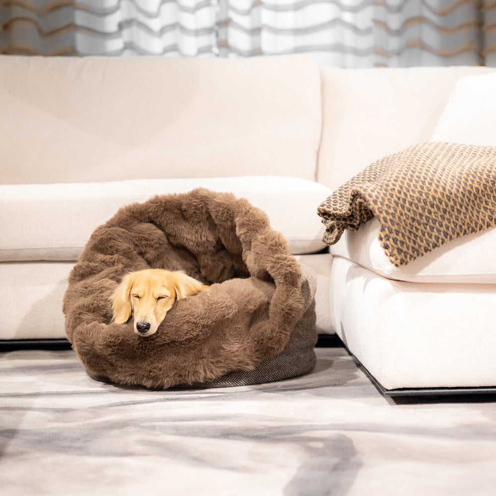 Dackel schläft im Kuschelsack Loden Genf im Wohnzimmer