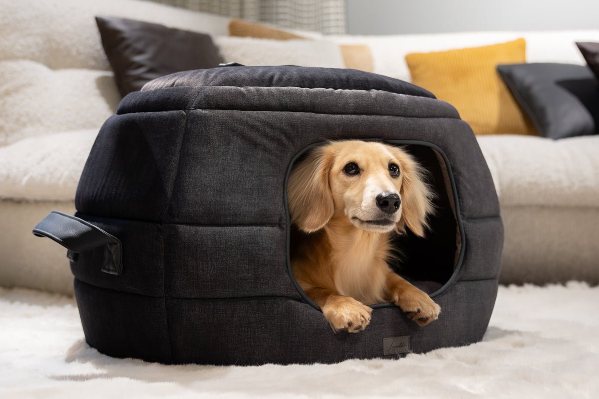 Dackel in Hundehöhle Aspen in anthrazit im Wohnzimmer