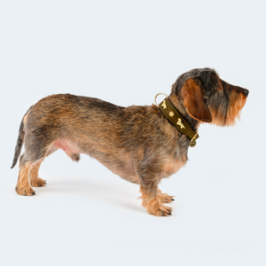 Dog collar leather dachshund olive/dark brown