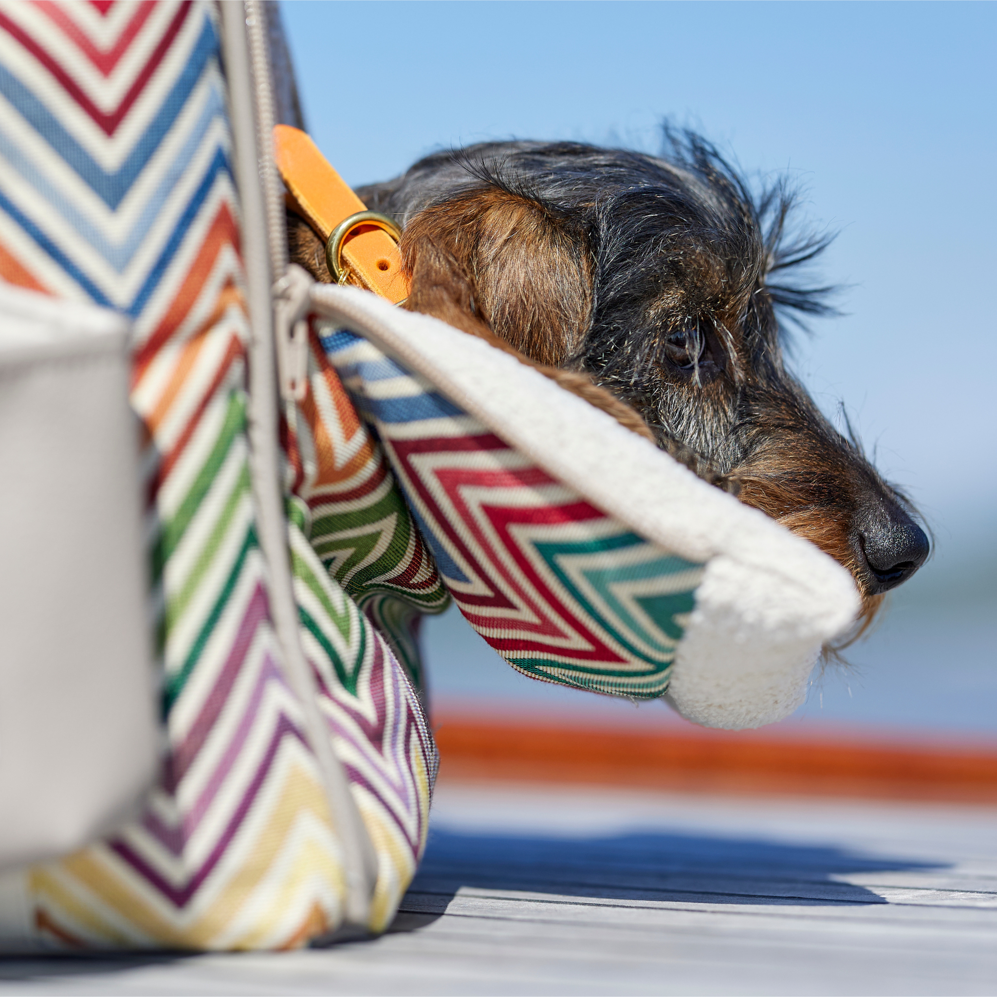 Leopold's Finest | Hund liegt auf Kopfablage der Cosybag Portofino mit Chevron Muster 
