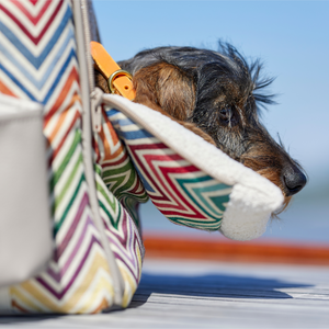 Leopold's Finest | Hund liegt auf Kopfablage der Cosybag Portofino mit Chevron Muster 