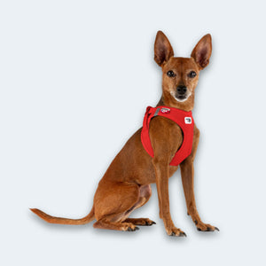 Dog harness for dachshunds and small dogs red leopolds-finest