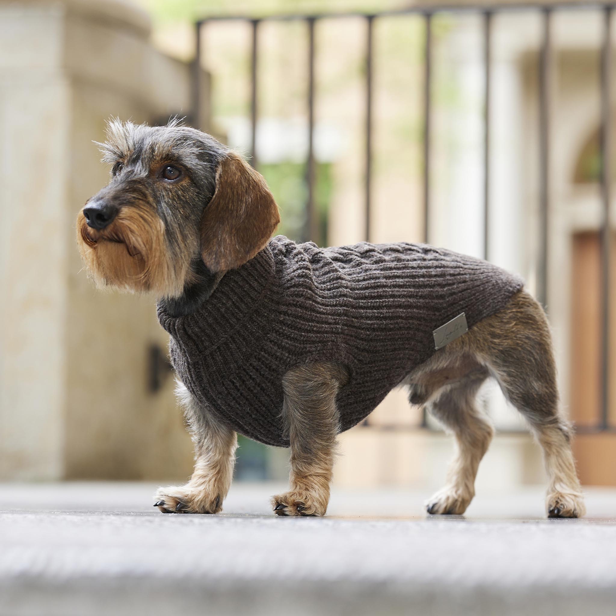 Pattern For Knitting Pattern Dog Coat Jack Russell Knitting