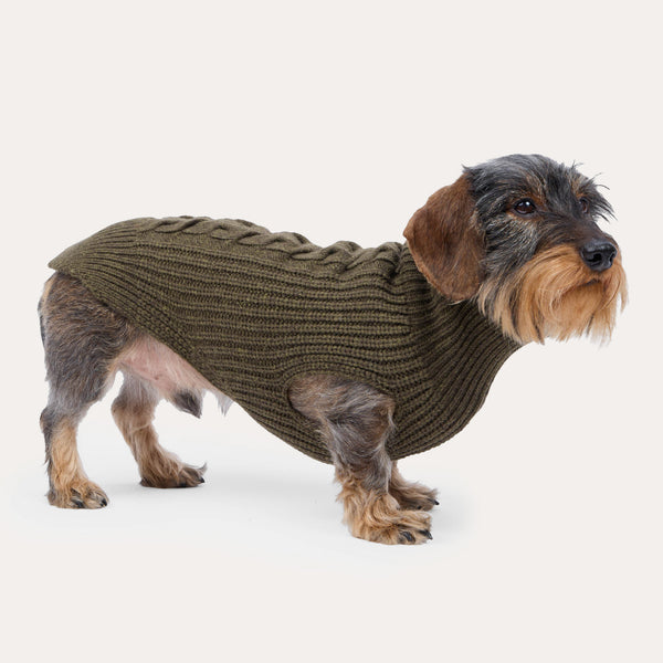 Leopold's Finest for Dogs Rauhaardackel trägt Hundestrickpullover in Oliv