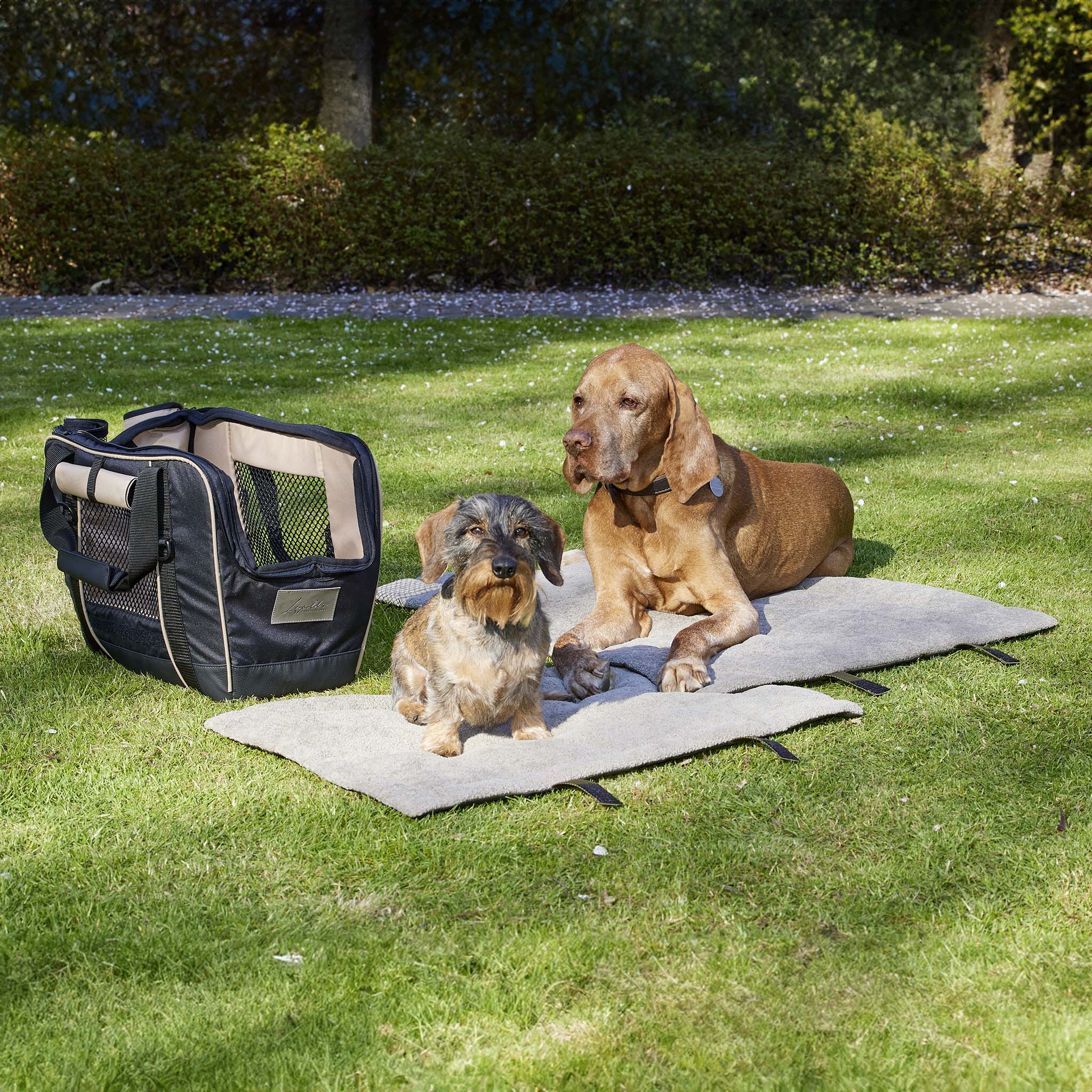 Bild im freien. Fahrradtasche Dackel auf der Hundematte Outdoor in S und ein Madia Vizla auf der Hunddecke in M.