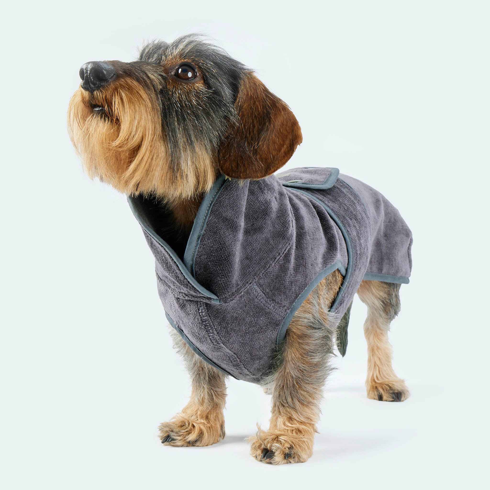 Leopold's Finest | Dackel trägt Hundebademantel [Anthrazit]