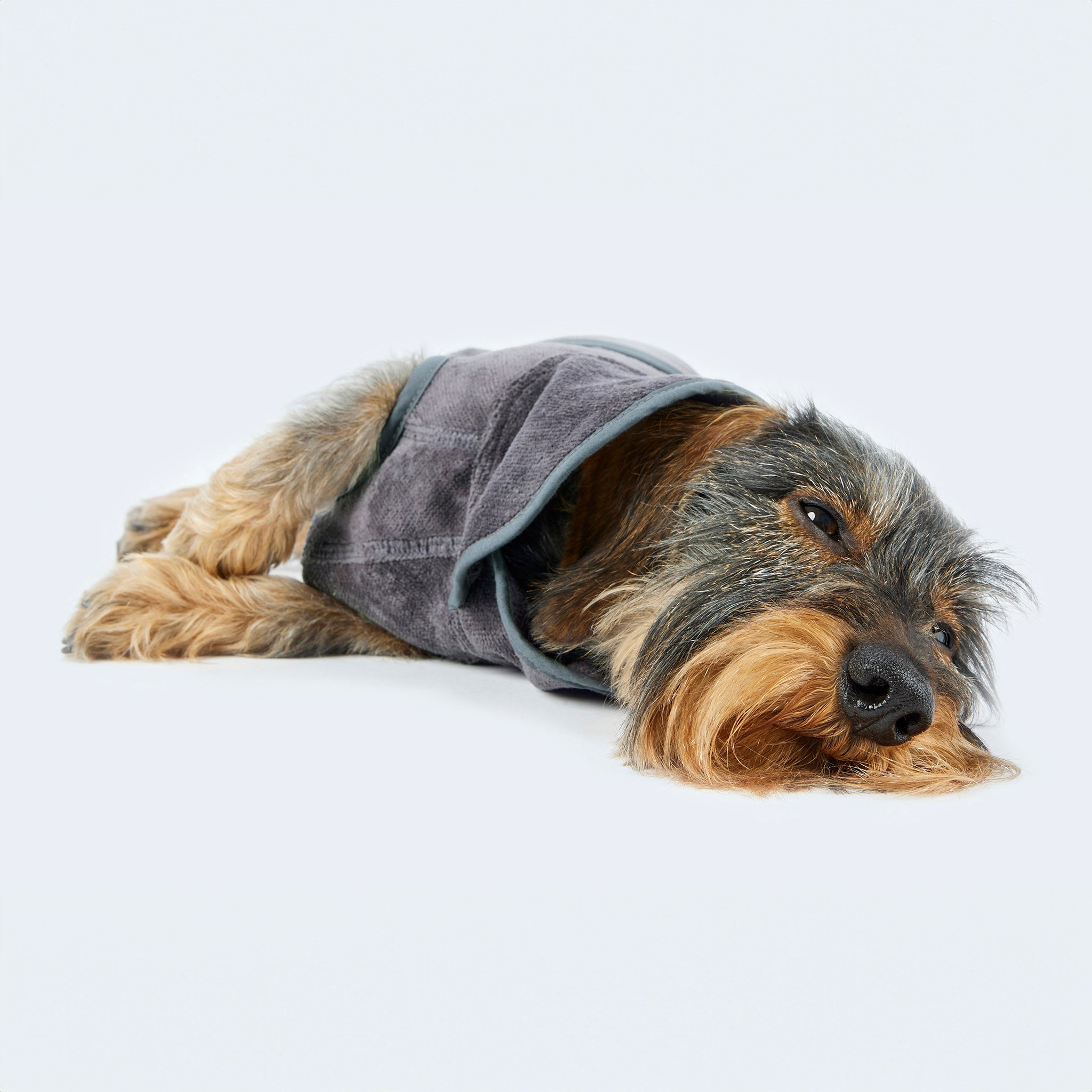 Leopold's Finest | Dackel liegt und trägt Hundebademantel [Anthrazit]