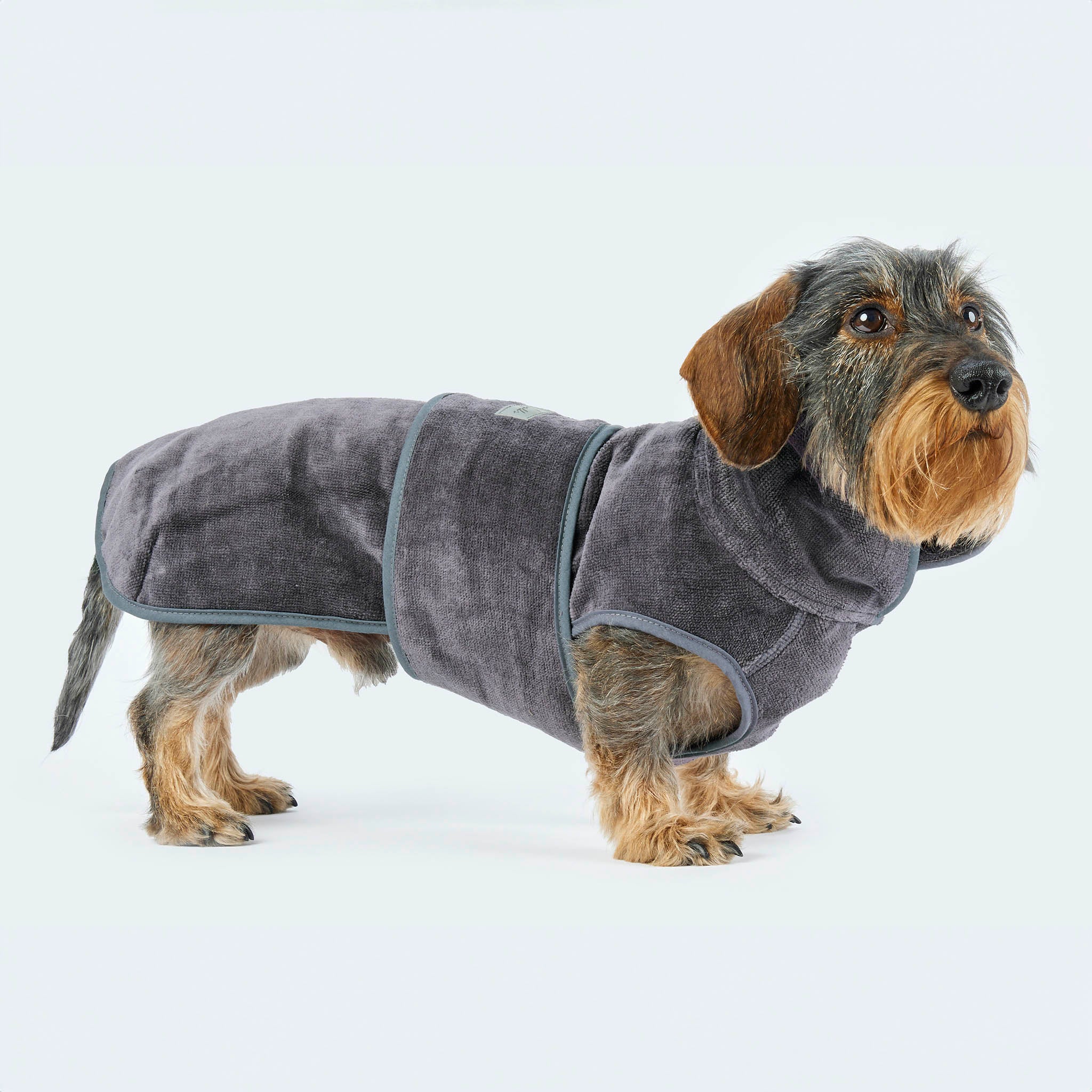 Leopold's Finest | Dackel trägt den Hundebademantel Ganzkörper Seitenansicht [Anthrazit]