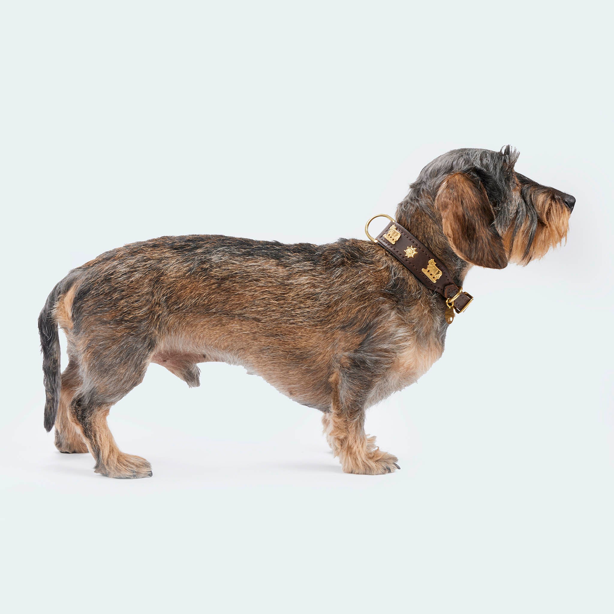 Leopold's Finest | Dackel trägt Hundehalsband Leder dunkelbraun mit Karabiner und goldenem Kuhbeschlag aus Messing für Dackel und kleine Hunde