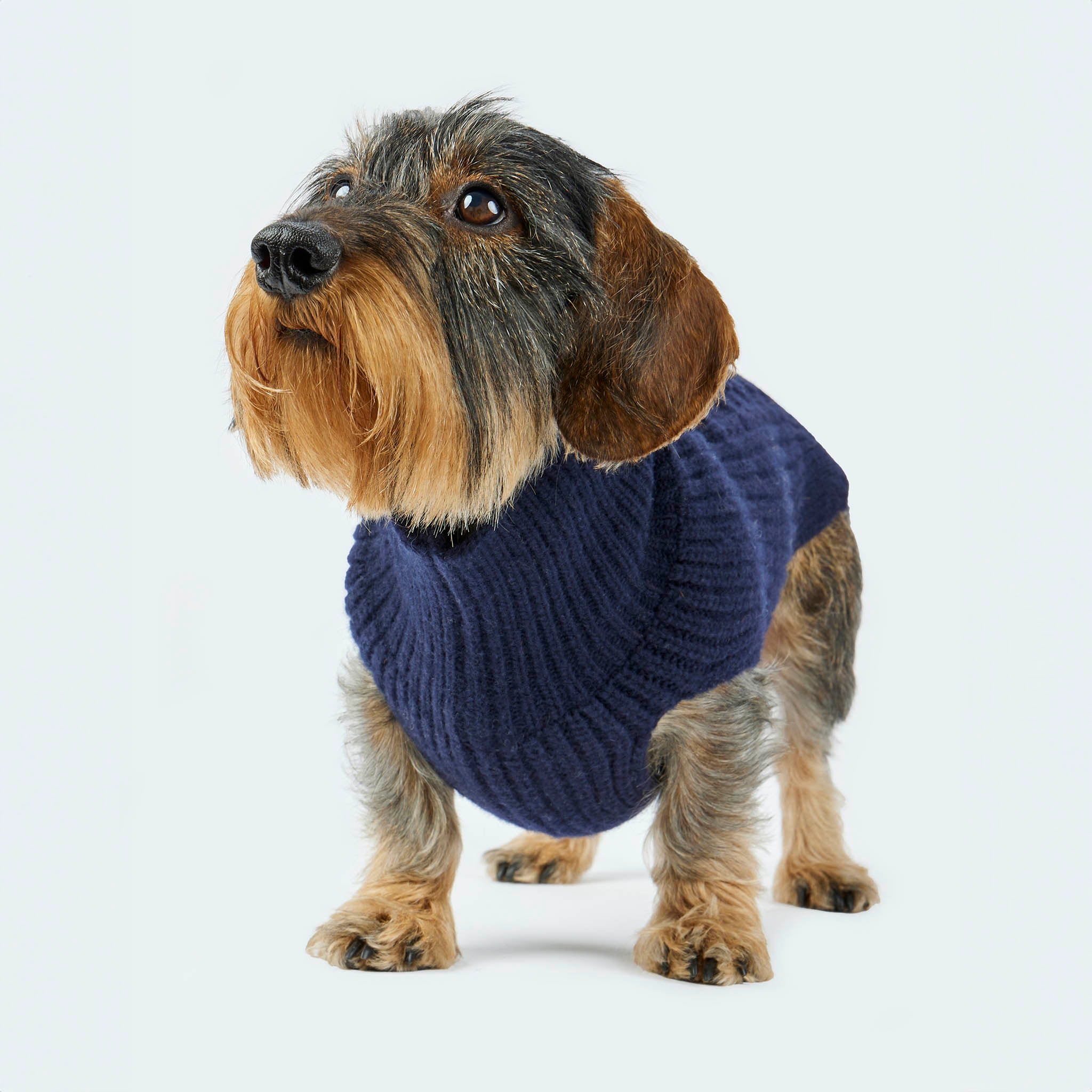 Leopold's Finest | Dackel trägt Hundepullover aus Merinowolle für Dackel und kleine Hunde in dunkelblau  Vorderansicht