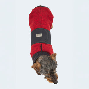 Leopold's Finest | Dackel trägt Lodenmantel für Dackel und kleine Hunde in rot mit Softshell Bauchschutz in schwarz Sicht von oben