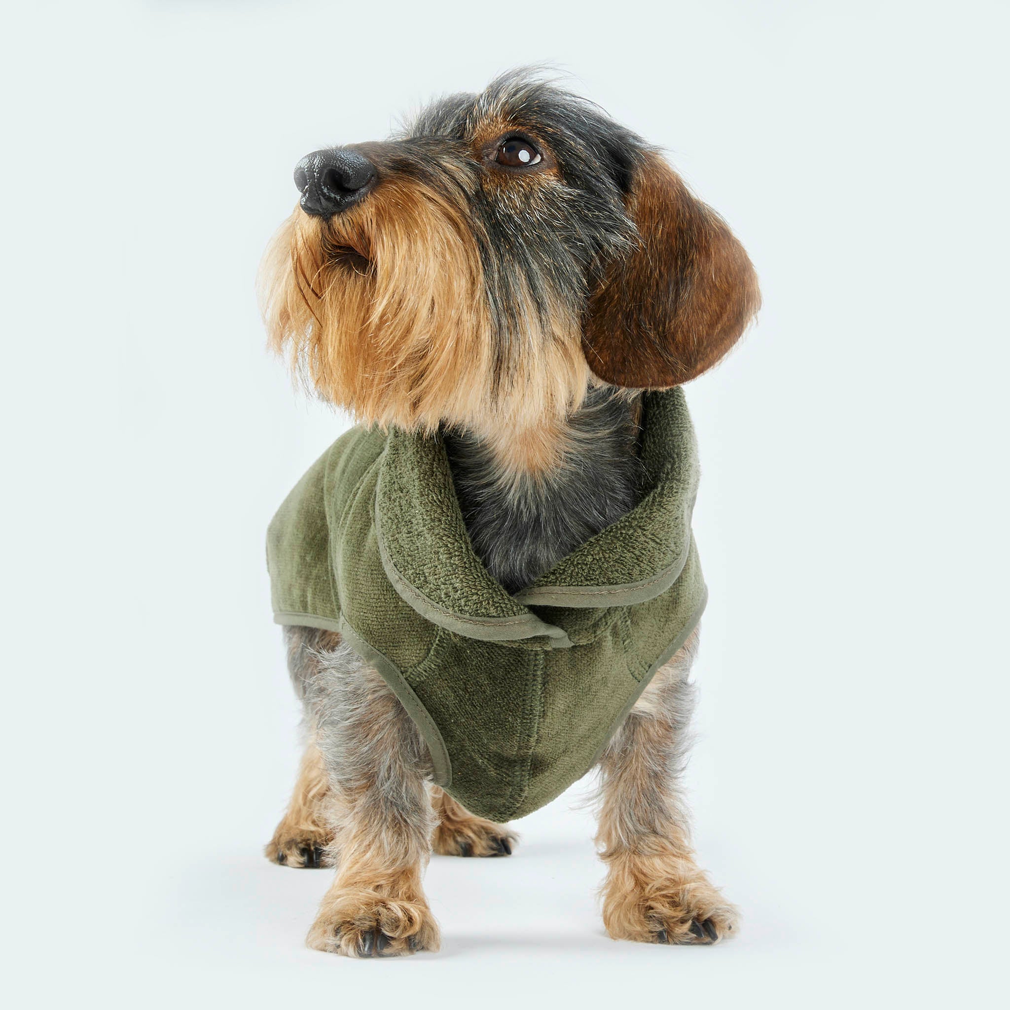 Leopold's Finest | Dackel trägt Hundebademantel [Oliv]
