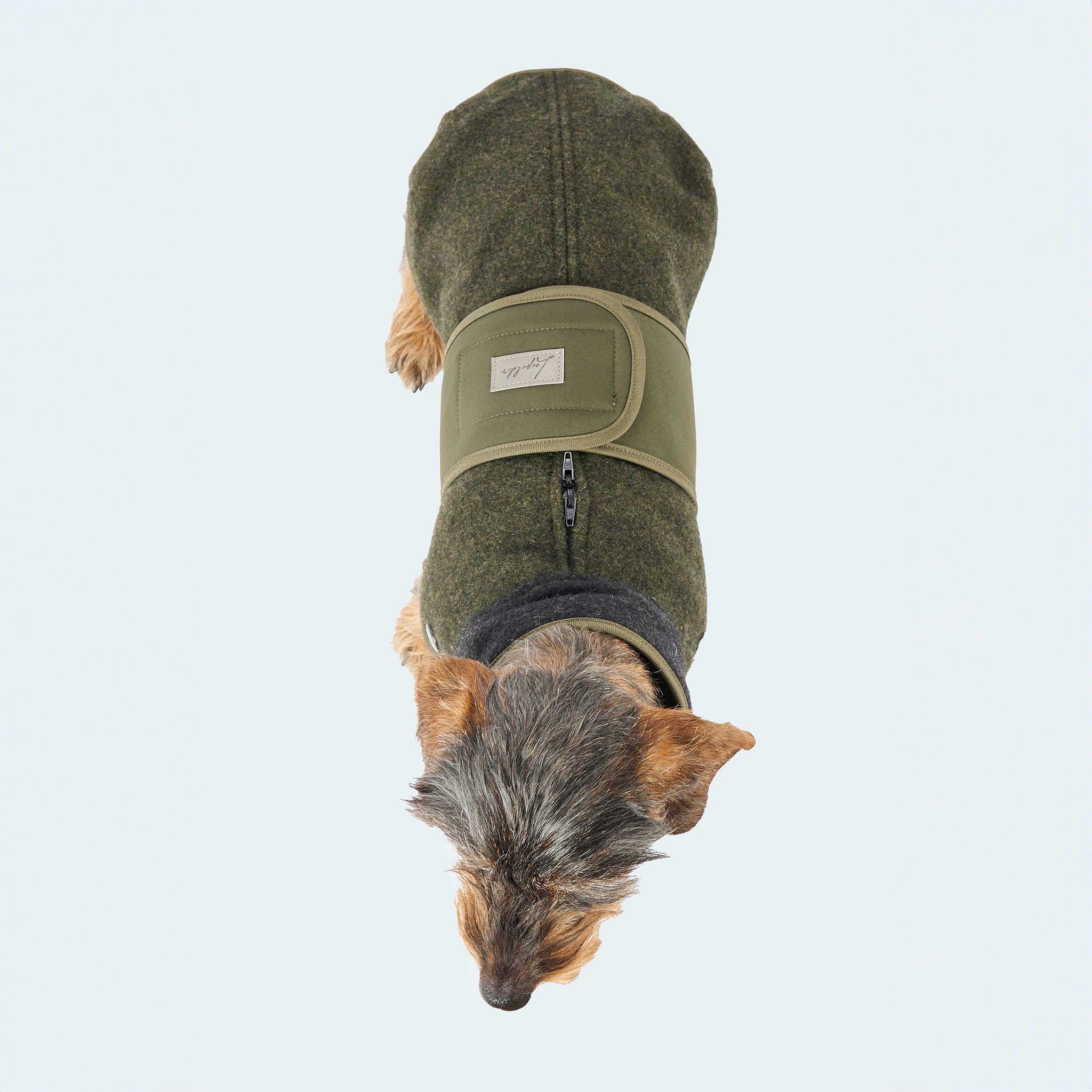 Leopold's Finest | Dackel trägt Lodenmantel mit Softshellbrustlatz für Dackel und kleine Hunde in oliv-anthrazit Sicht von oben [oliv-anthrazit]