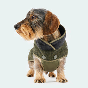 Leopold's Finest | Dackel trägt Lodenmantel mit Softshellbrustlatz für Dackel und kleine Hunde in oliv-anthrazit Sicht von vorne