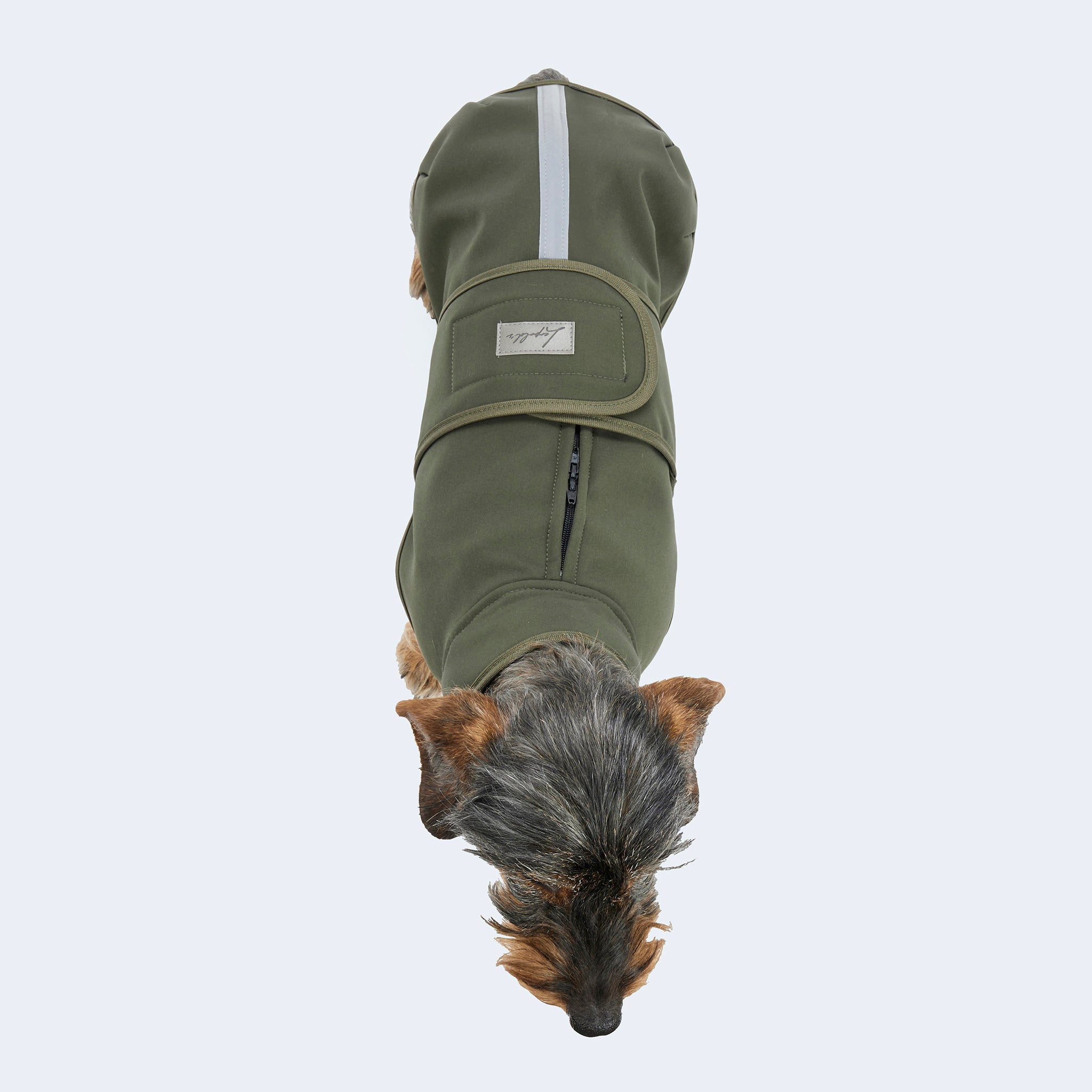 Leopold's Finest | Dackel trägt Hundemantel Softshell für Dackel und kleine Hunde in oliv Sicht von oben