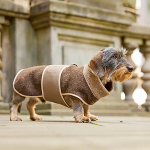 Leopold's Finest | Dackel trägt Lodenmantel mit Softshellbrustlatz in braun für Dackel und kleine Hunde in der Stadt