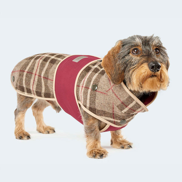 Leopold's Finest | Dackel trägt Hundemantel aus Wolle mit Curly-Futter und Softshell-Brustlatz im braunen Glencheck-Muster. Ansicht von vorne.
