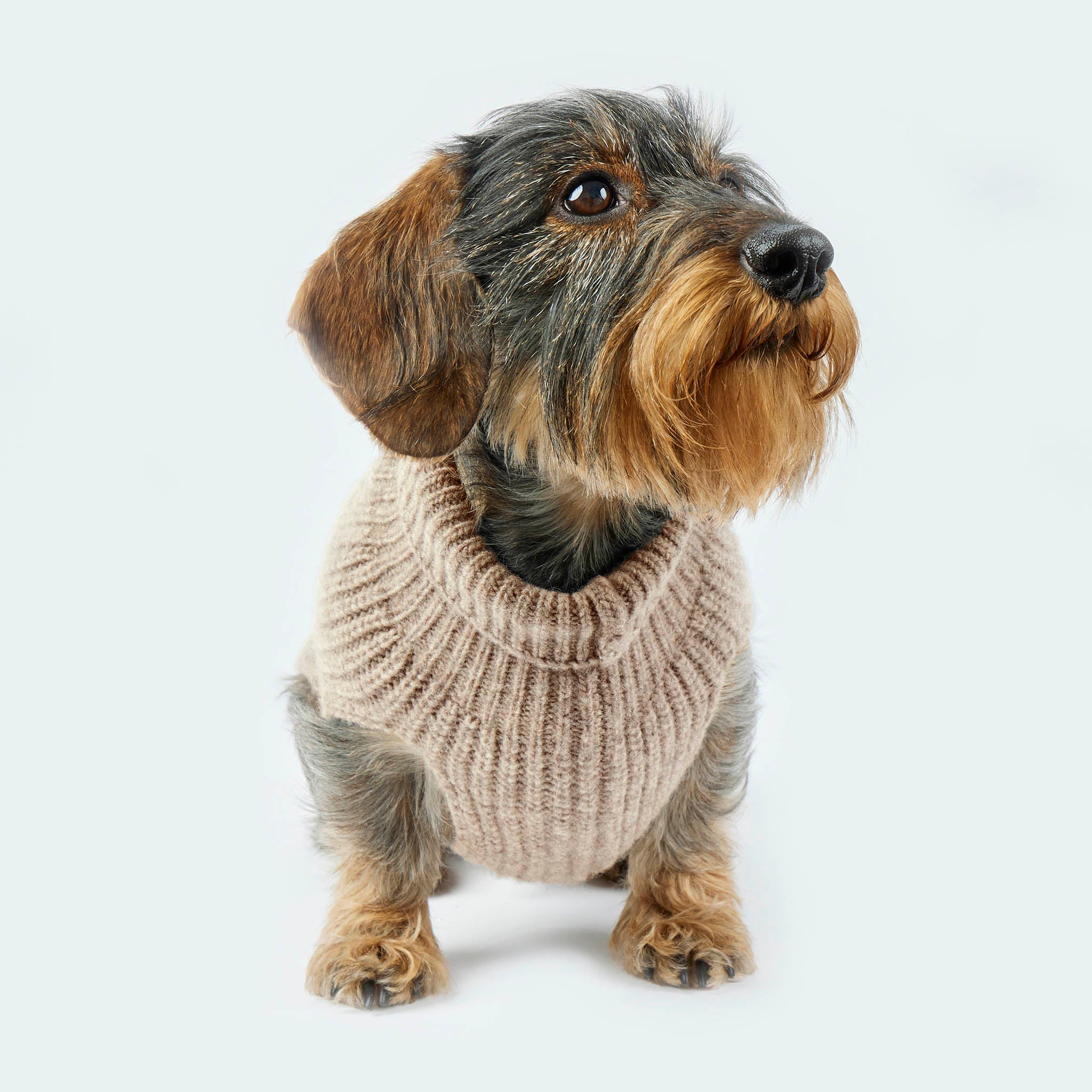 Leopold's Finest | Dackel trägt Hundepullover aus Schurwolle für Dackel und kleine Hunde in taupe Vorderansicht