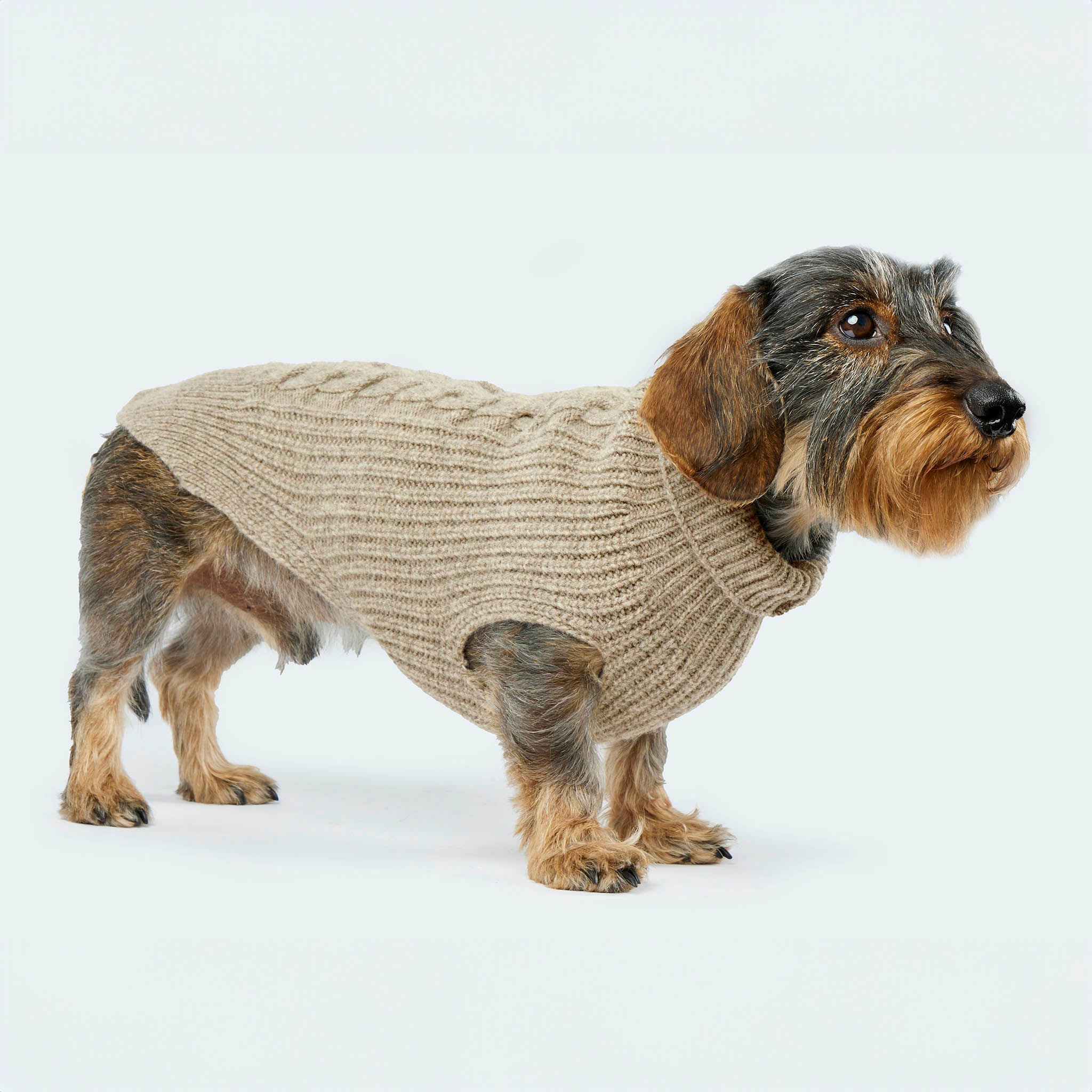 Leopold's Finest | Dackel trägt Hundepullover aus Schurwolle in taupe für Dackel und kleine Hunde