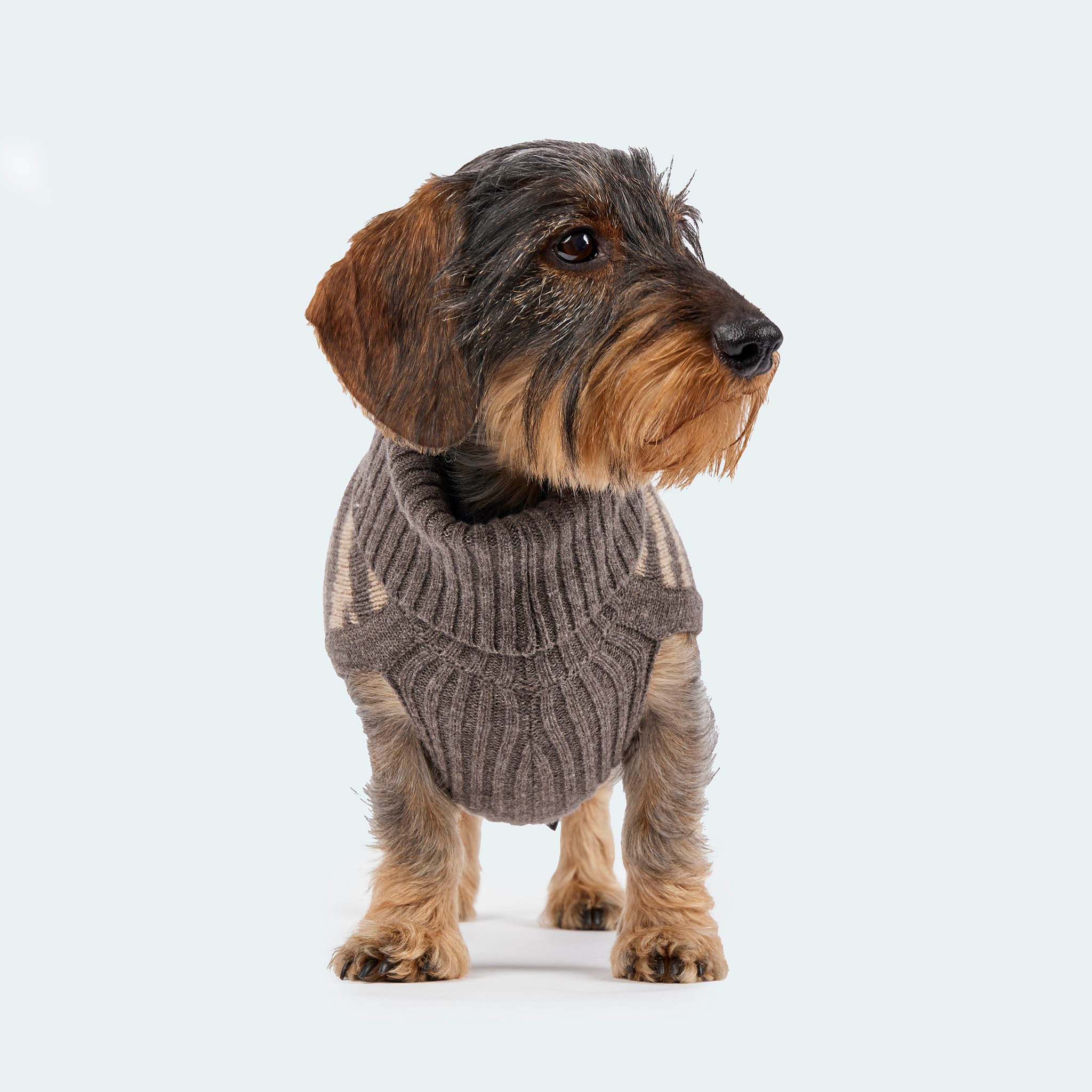 Hundestrickpullover Zebra taupe