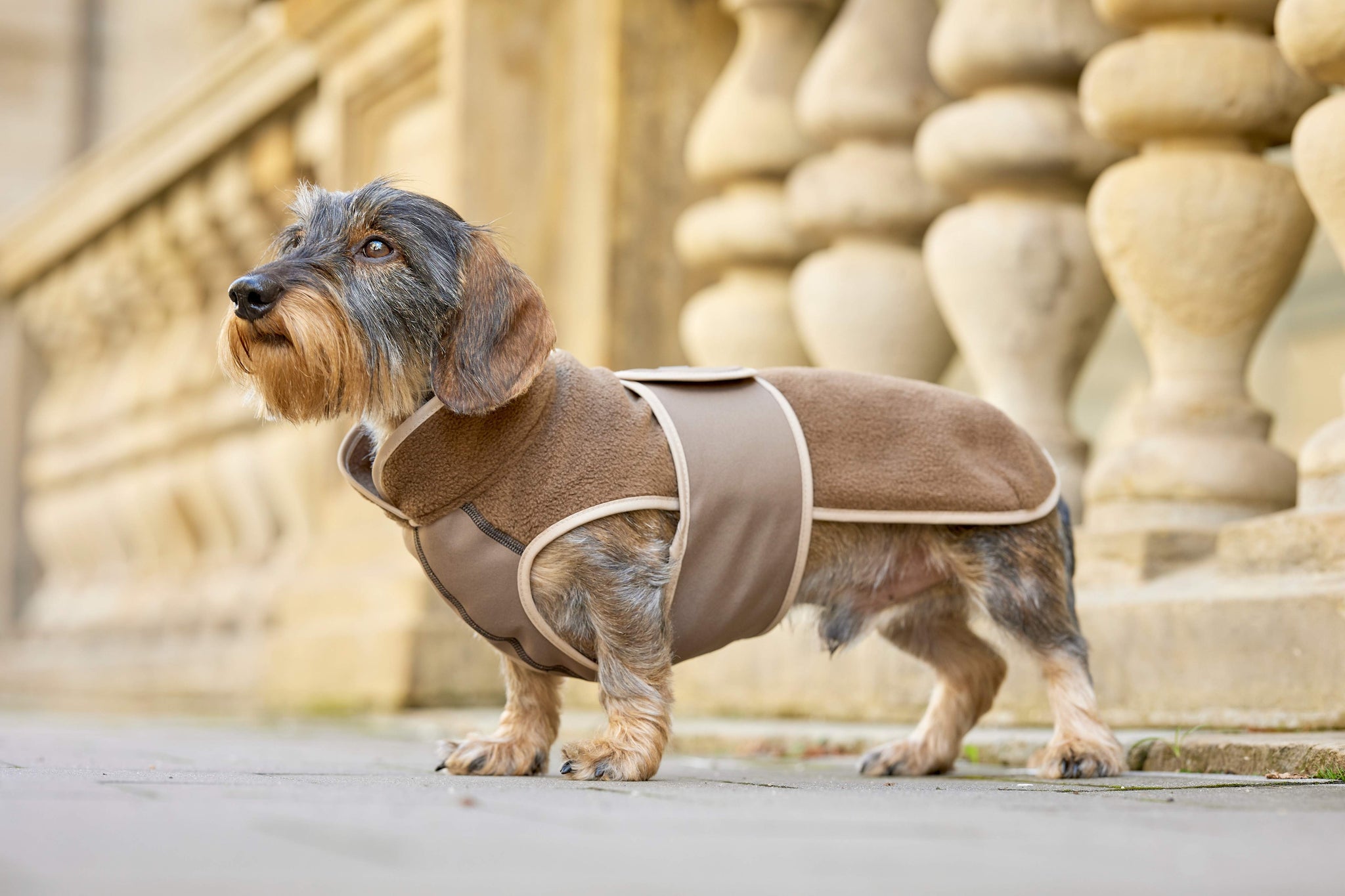 Dackel in Fleece Hundemantel in braun