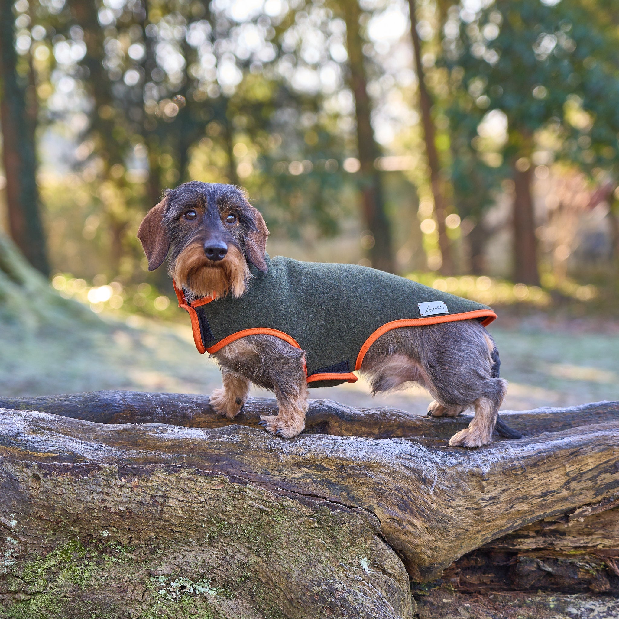 Dog coat dachshund loden handmade